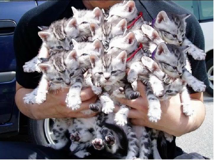 Un chaton, deux chatons... des chatons !