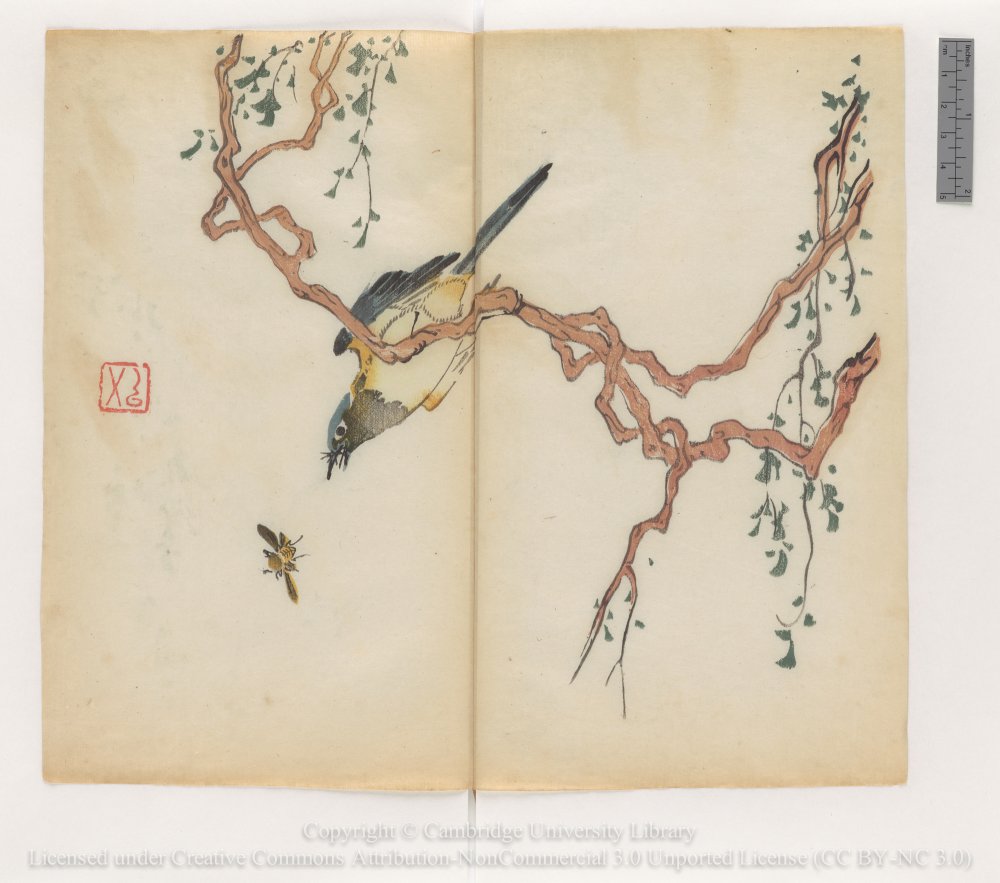 Oiseau Chine Cambridge 1