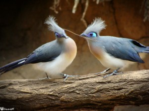 Love_Birds_by_alucard07