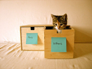 organized cat