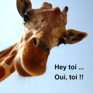 girafe5