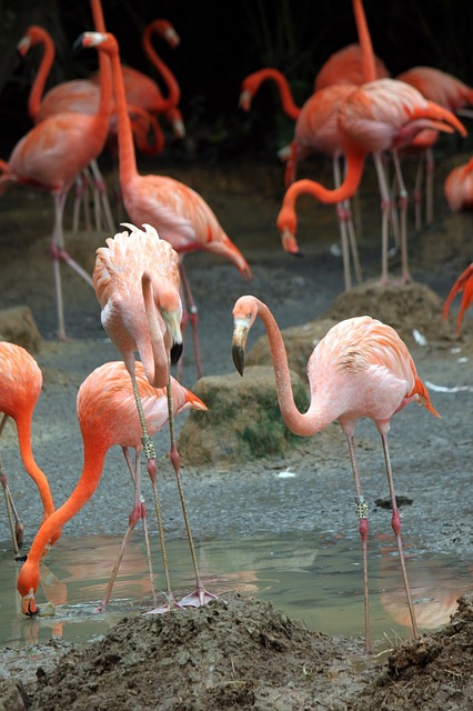 flamingos-217120_640