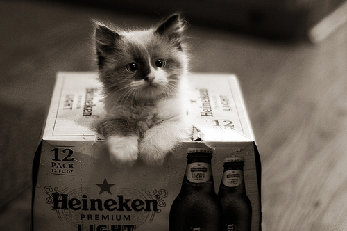Chat et bières