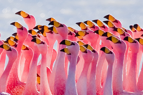 Oiseaux Mars 2014
