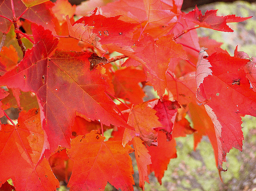 Red Leaves. Par Chang’r. CC-BY-ND. Source : Flickr