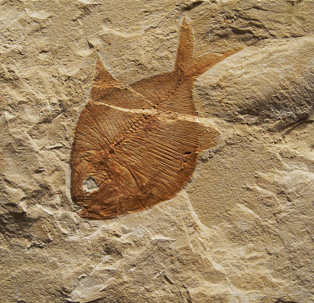 Fossile poisson