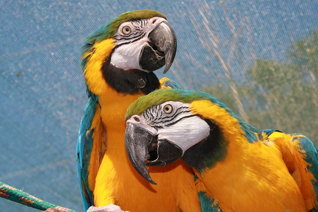 parrot-177390_640