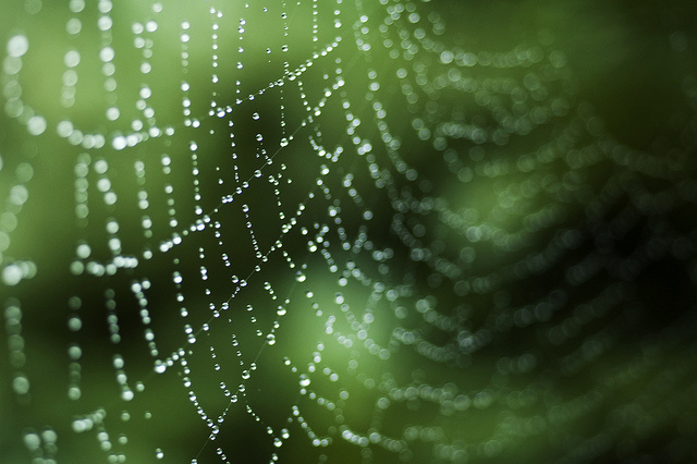 spider