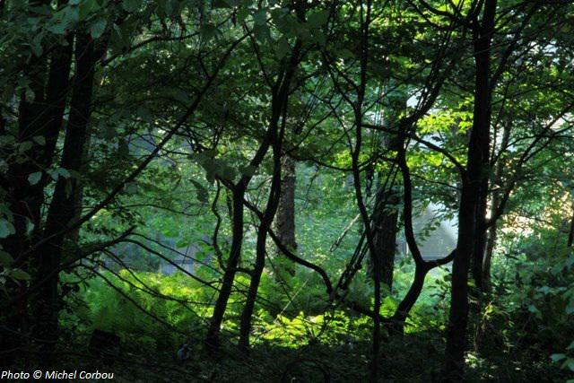 BnF Forêt