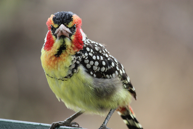 Oiseau novembre 2013