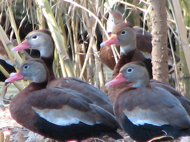 Oiseaux Février 2014