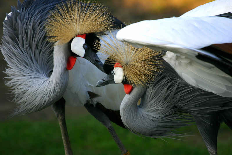 Grey Crowned Crane.(grue cendrée couronnée) Sumil Veluvali. Fotopedia, CC by-nc-nd