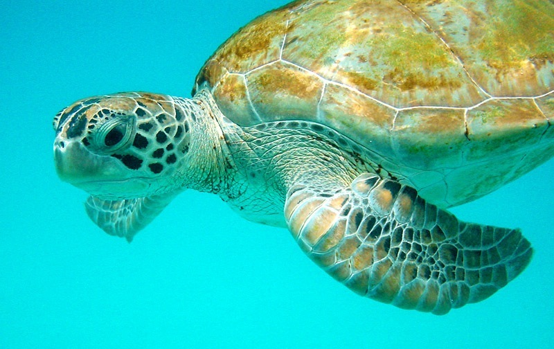 http://fr.fotopedia.com/items/flickr-49089662
