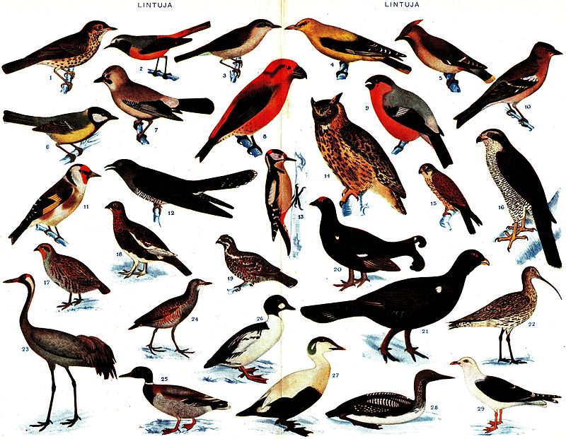 Oiseaux été 2014